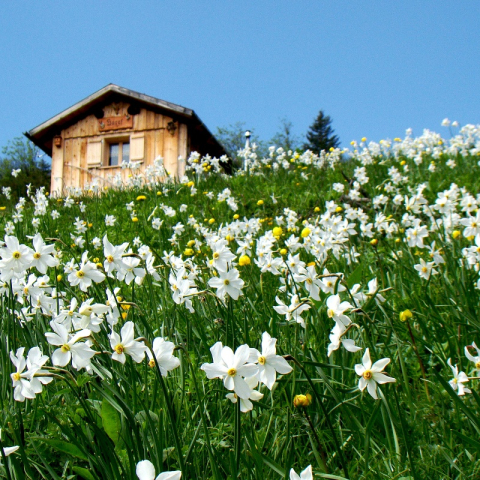 An alpine seasonal pasture 'surrounded' by fragrant daffodils An alpine seasonal pasture 'surrounded' by fragrant daffodils