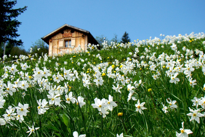 An alpine seasonal pasture 'surrounded' by fragrant daffodils An alpine seasonal pasture 'surrounded' by fragrant daffodils