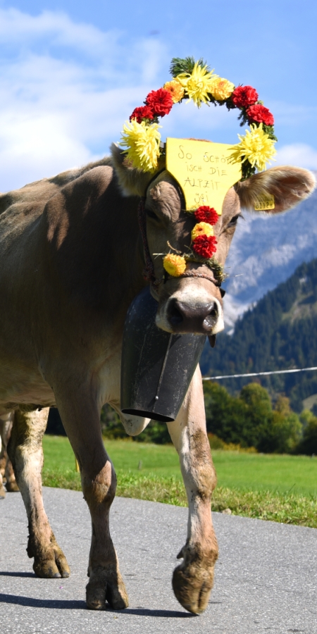 Prättigauer Alp Spektakel (Foto: © Graubünden Ferien / Stefan Schlumpf) Prättigauer Alp Spektakel