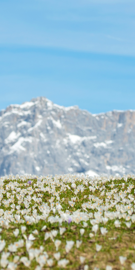 Frühlingsblumen - Rätikon